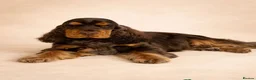 Cocker Spaniel dogs for sale: Stunning show type Cocker spaniel puppies  - Advert 6