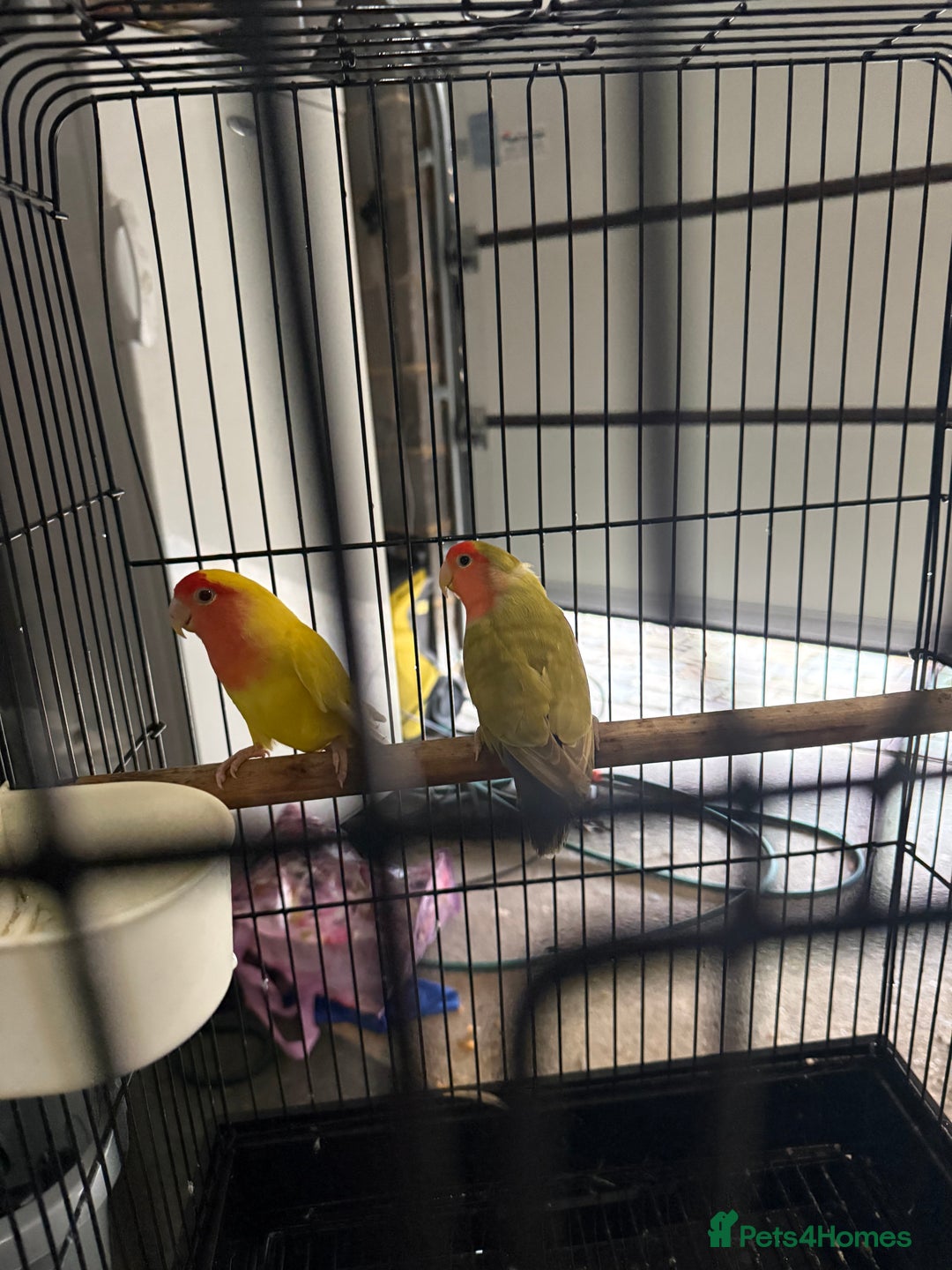 Lovebirds birds for sale: Lovebirds with cage  - Advert 6