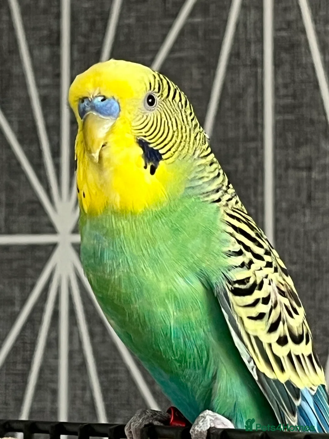 Budgerigars birds for sale: Budgie for sale  - Advert 1