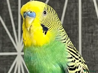 Budgerigars birds Budgie for sale - Advert 17