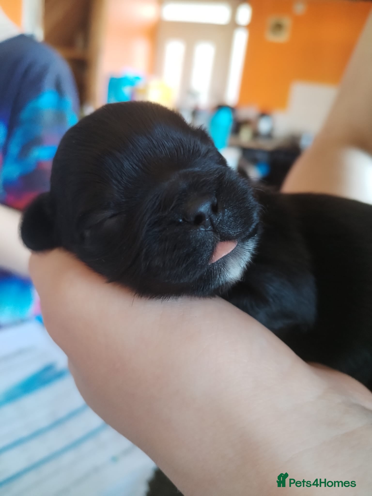 Shih Tzu dogs for sale: Shih Tzu Puppies From Small Imperial-Type Mum - Advert 8