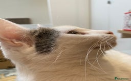 Domestic Shorthair cats for sale: Domestic Cow-Patterned Female Cat found Loving - Image 13