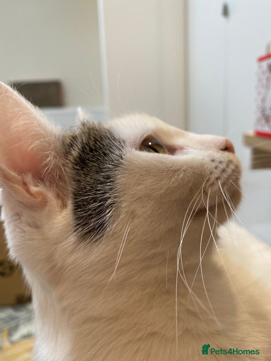 Domestic Shorthair cats for sale: Domestic Cow-Patterned Female Cat found Loving - Image 13