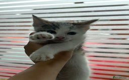 British Shorthair cats for sale: Lovely British shorthair  - Image 6