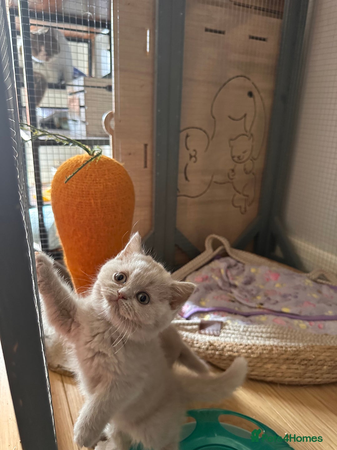 British Shorthair cats for sale: British shorthair kittens  - Image 6