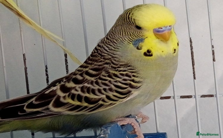Budgerigars birds - Advert 9