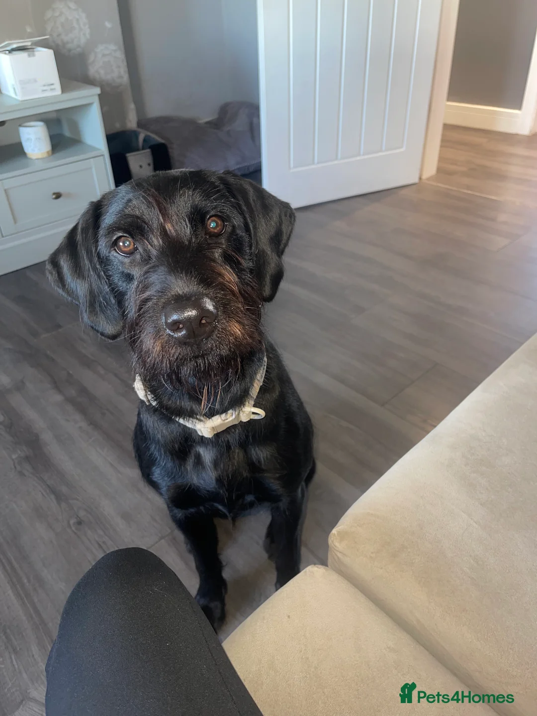 German Wirehaired Pointer dogs for sale: German Wired Haired Pointer in Port Glasgow - Advert 2