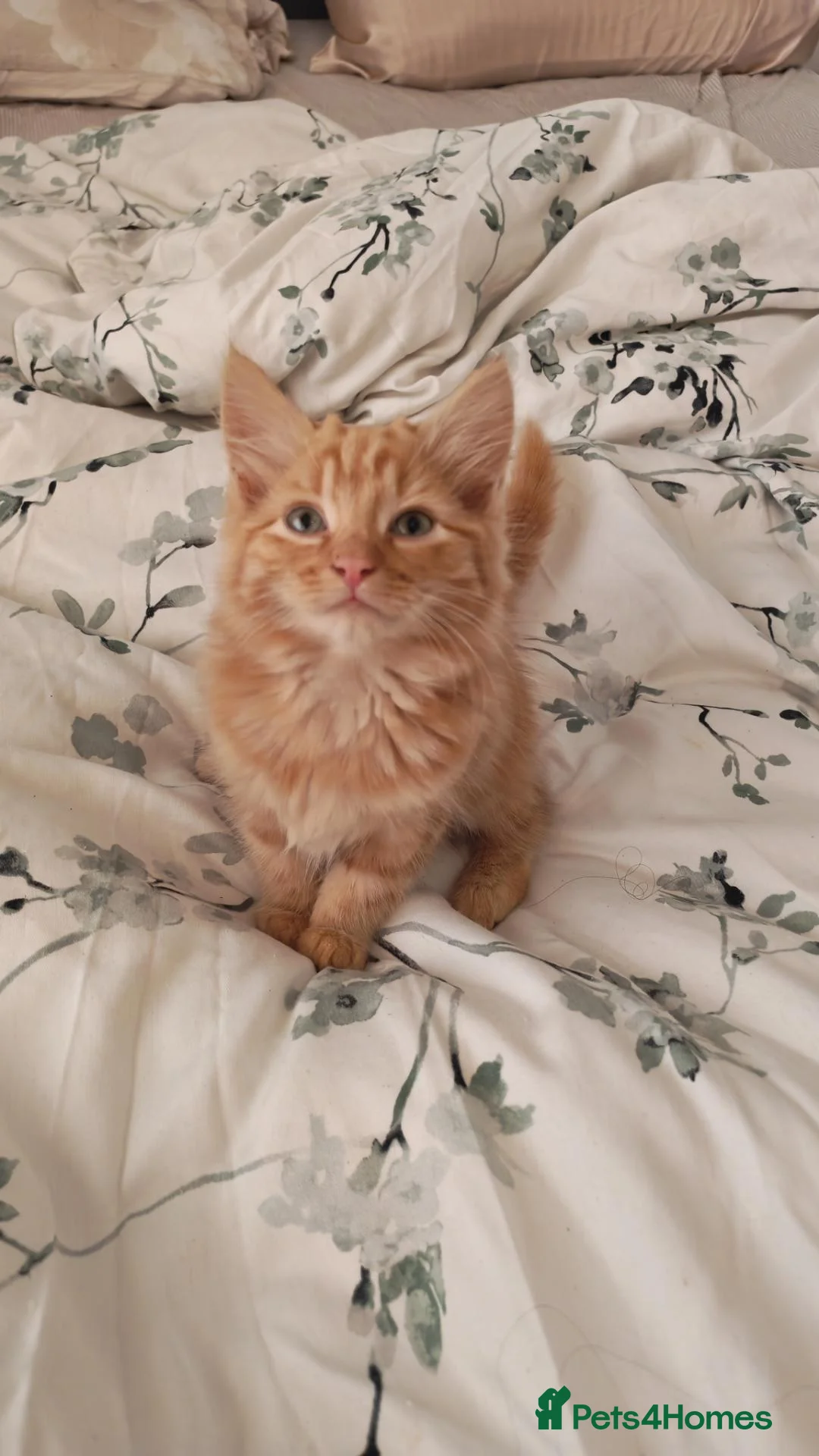 Mixed Breed cats for sale: Fluffy ginger kitten left - Advert 2
