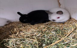 Netherland Dwarf rabbits for sale: Stunning Netherland dwarf baby - Image 2