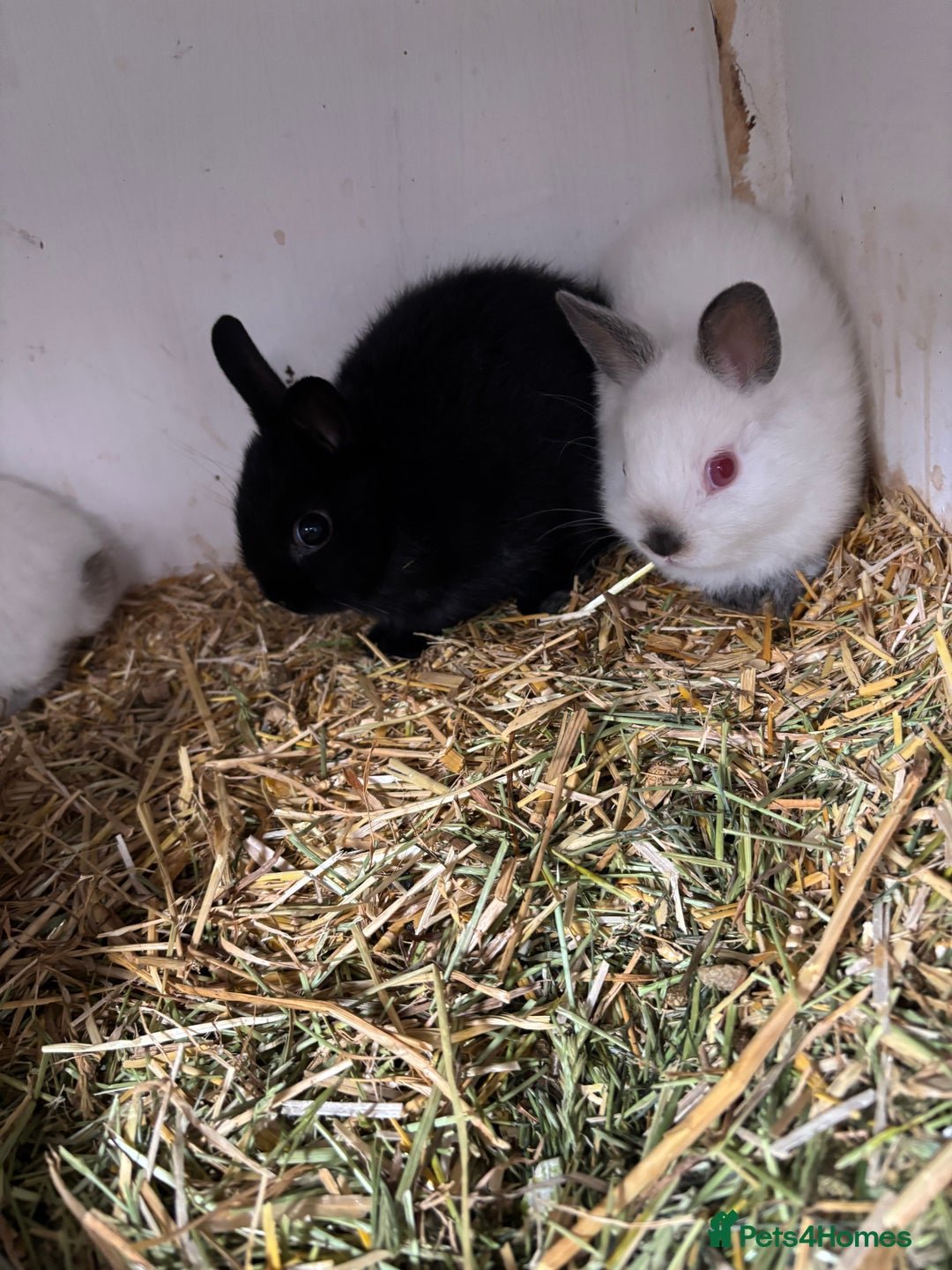 Netherland Dwarf rabbits for sale: Stunning Netherland dwarf baby - Image 2