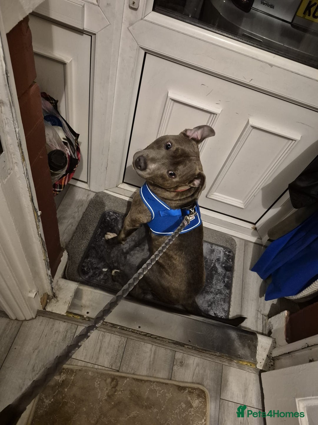 Staffordshire Bull Terrier dogs for sale: Staffy blue/brown for sale  1yr and 4mths - Advert 1