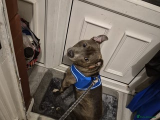 Staffordshire Bull Terrier dogs Staffy blue/brown for sale - Advert 1