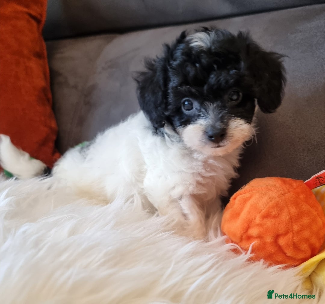 Cockapoo dogs for sale: Best Friend Sofa Companions 🥰 Fully vaccinated  - Image 20