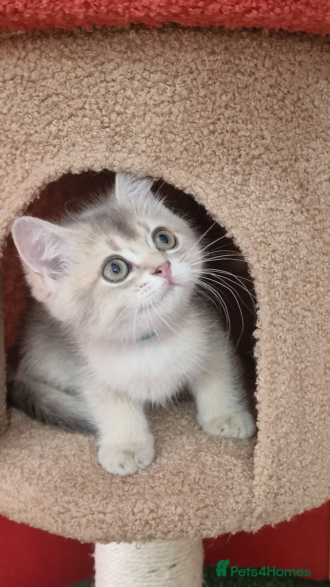 British Shorthair cats for sale: British shorthair kittens  - Image 25