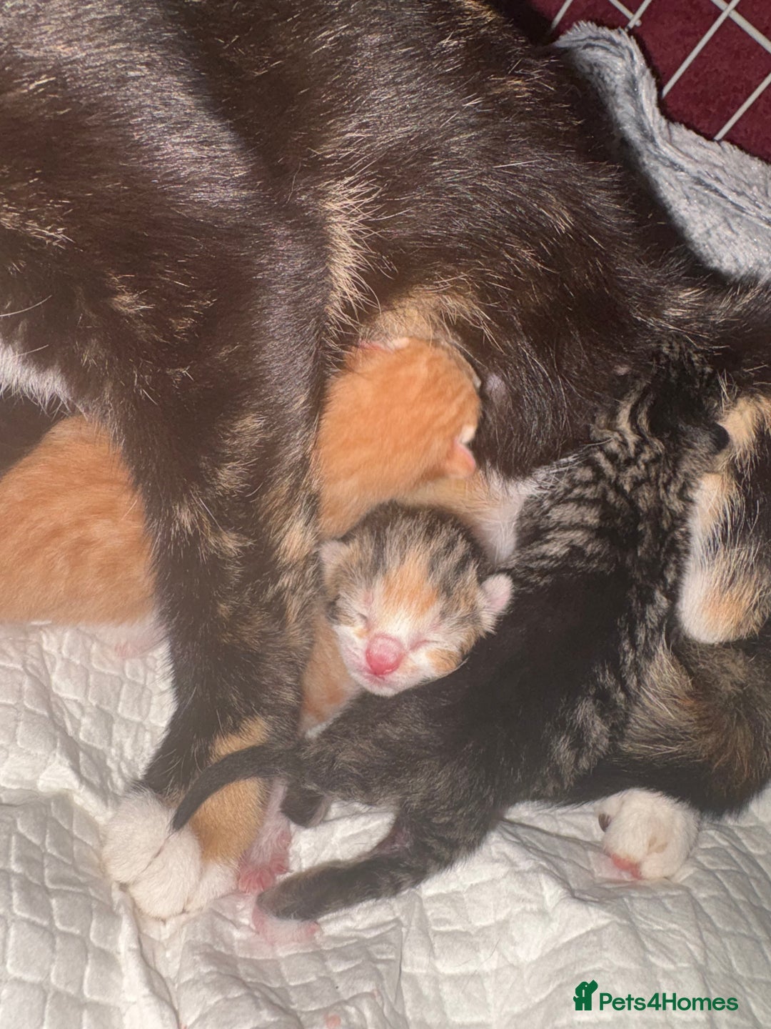 Mixed Breed cats for sale: Newborn kittens  - Advert 7