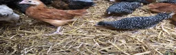 Chickens poultry for sale: Happy healthy pullets. - Advert 20