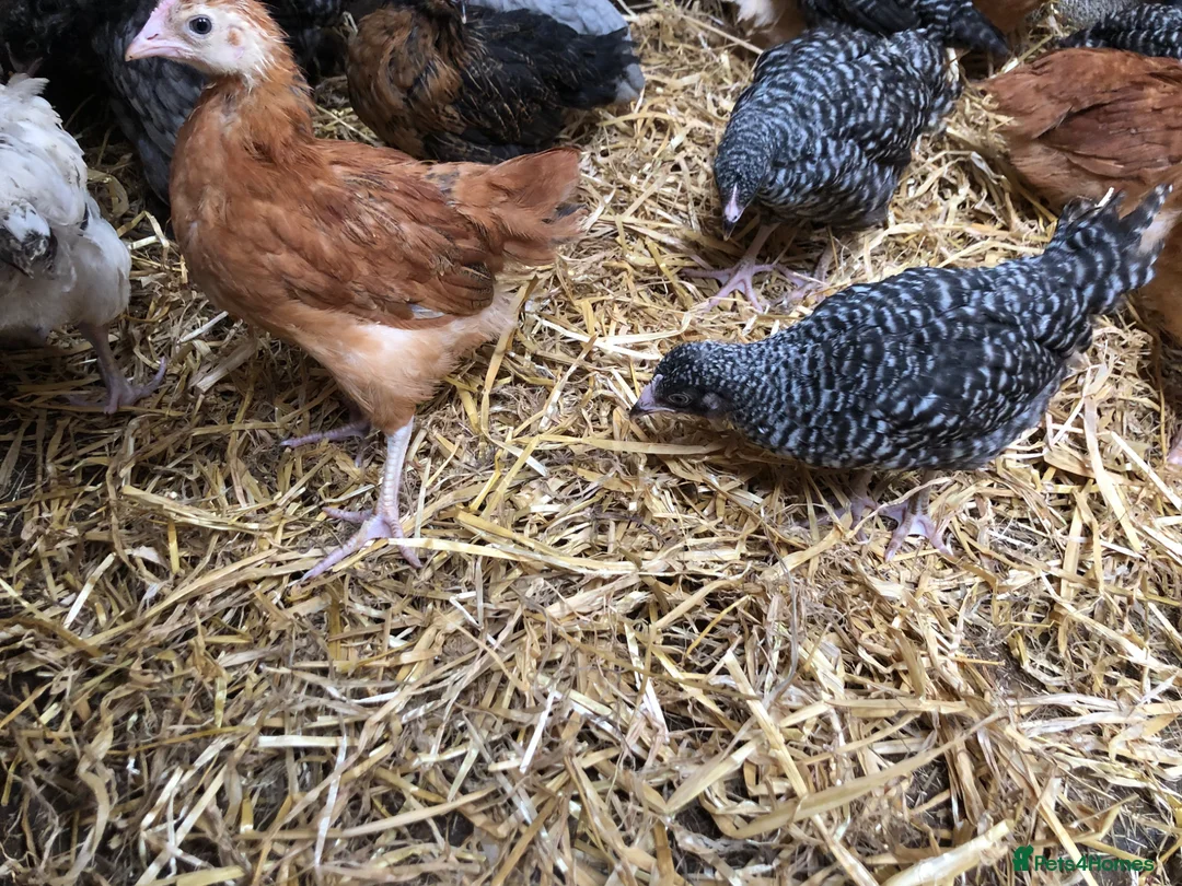 Chickens poultry for sale: Happy healthy pullets. - Advert 20