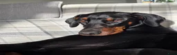 Dobermann dogs for sale: Bear  - Advert 16