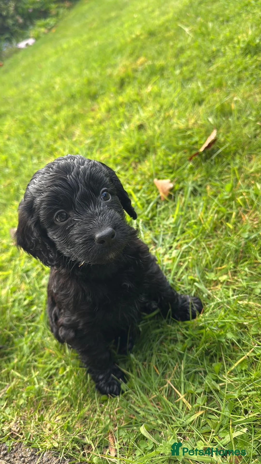 Cockapoo dogs for sale: Beautiful cockerpoo puppies  - Advert 38