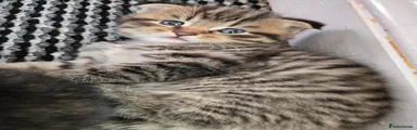 Scottish Fold 2