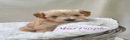 Cockapoo dogs for sale: Stunning F1b mini cockapoos!  in Redcar - Advert 3