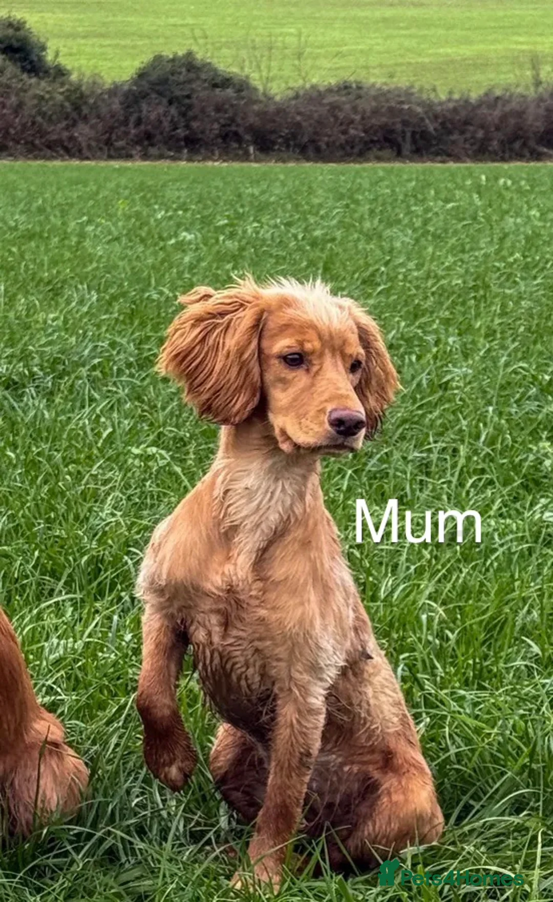 Cocker Spaniel dogs for sale: Outstanding Working Cocker Spaniel Puppy Female - Advert 16