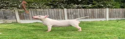 English Bull Terrier dogs for sale: 1 boy 1 girl top quality  - Advert 15
