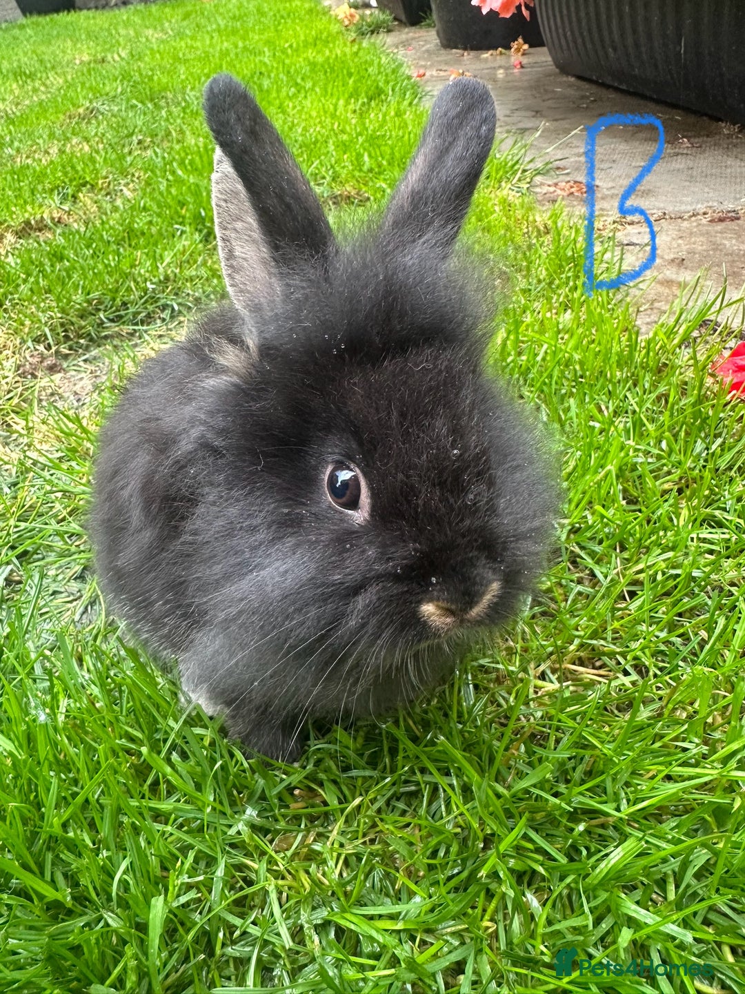 Lionhead rabbits for sale: Lionhead Rabbits For Sale  - Image 3