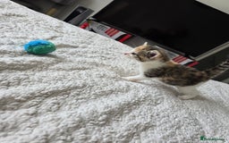 British Shorthair cats for sale: 🐱Four  Sisters Looking for Their Forever Homes!  - Image 17