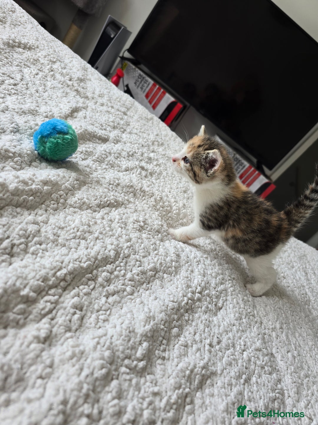 British Shorthair cats for sale: 🐱Four  Sisters Looking for Their Forever Homes!  - Image 17