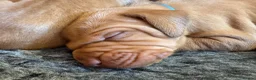 Hungarian Vizsla dogs for sale: Litter of stunning Vizslas - Advert 7