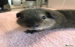 Guinea Pig rodents for sale: Tweedy boar and Lemon Rex Sow - Image 2
