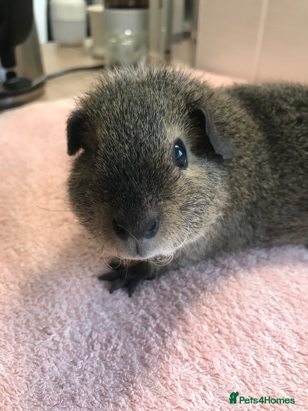 Guinea Pig rodents for sale: Tweedy boar and Lemon Rex Sow - Image 2