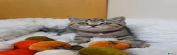 Scottish Fold cats for sale: Golden Tabby Kittens  - Advert 8