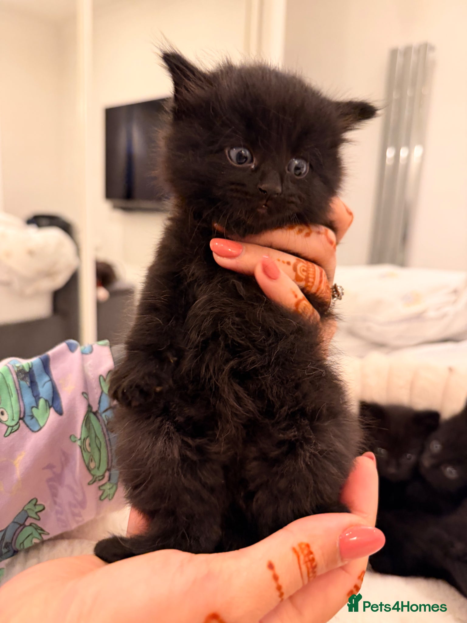 Mixed Breed cats Adorable Black Kittens Ready From 20th June 🖤 - Advert 11