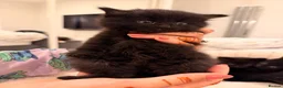 Mixed Breed cats for sale: ✨🐾 1 Boy Left! - Adorable Fluffy Black Kittens! - Advert 18