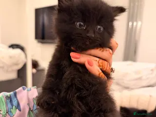 Mixed Breed cats Adorable Black Kittens Ready From 20th June 🖤 - Advert 11