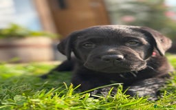 Labrador Retriever dogs for sale: KC Reg Pups, Excellent Pedigree, Ready This Week - Image 1
