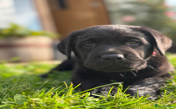 Labrador Retriever dogs - Advert 9