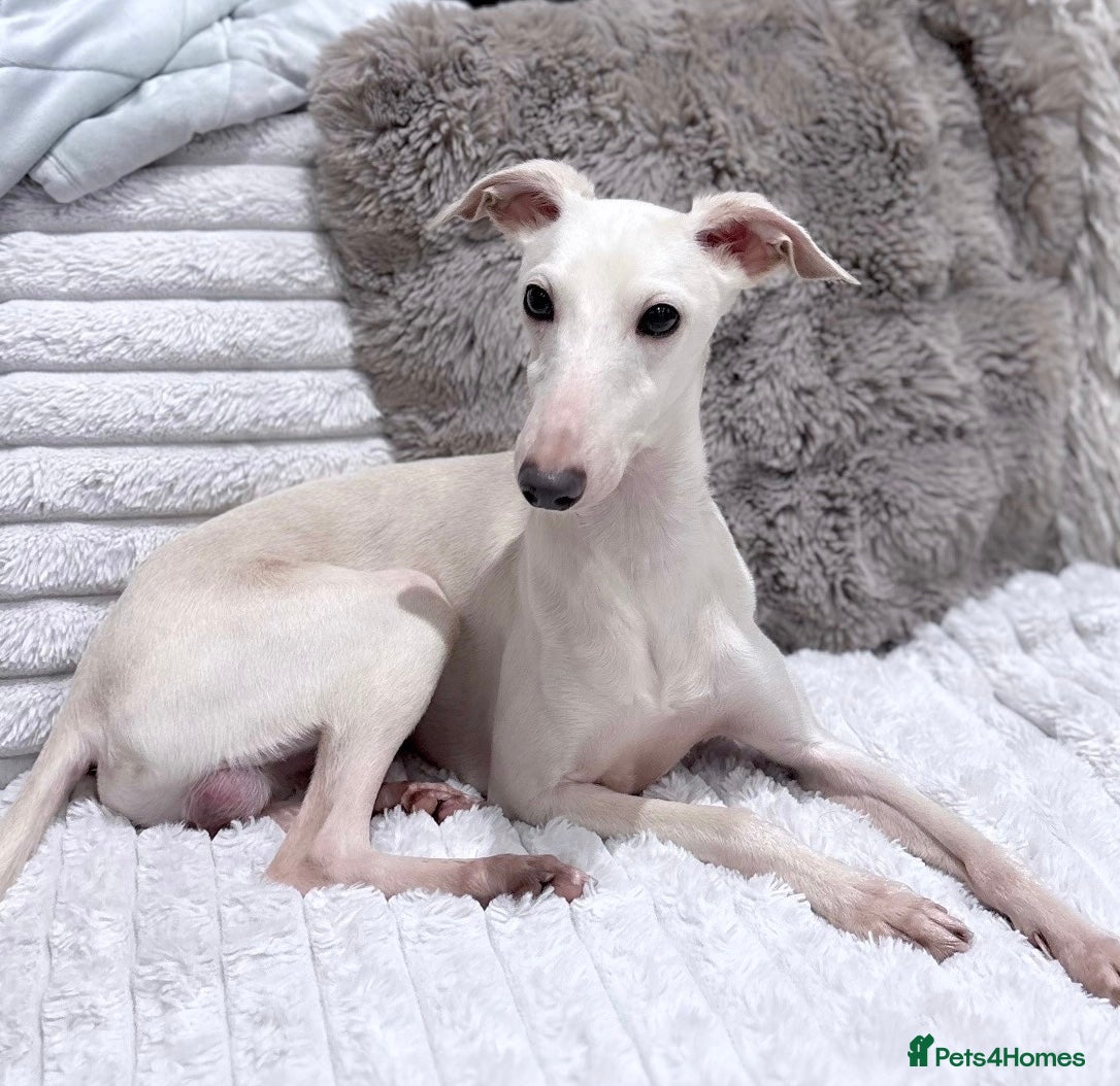 Italian Greyhound dogs MR RALPH AT STUD ( HEALTH TESTED ) - Advert 7