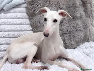 Italian Greyhound dogs MR RALPH AT STUD ( HEALTH TESTED ) - Advert 7