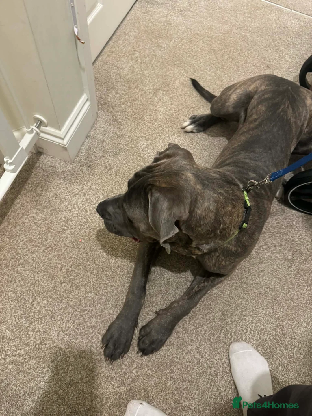 Cane Corso dogs for sale: Cane corso - Advert 2