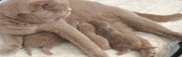 British Shorthair cats for sale: Parents are both on Active GCCF - Advert 2