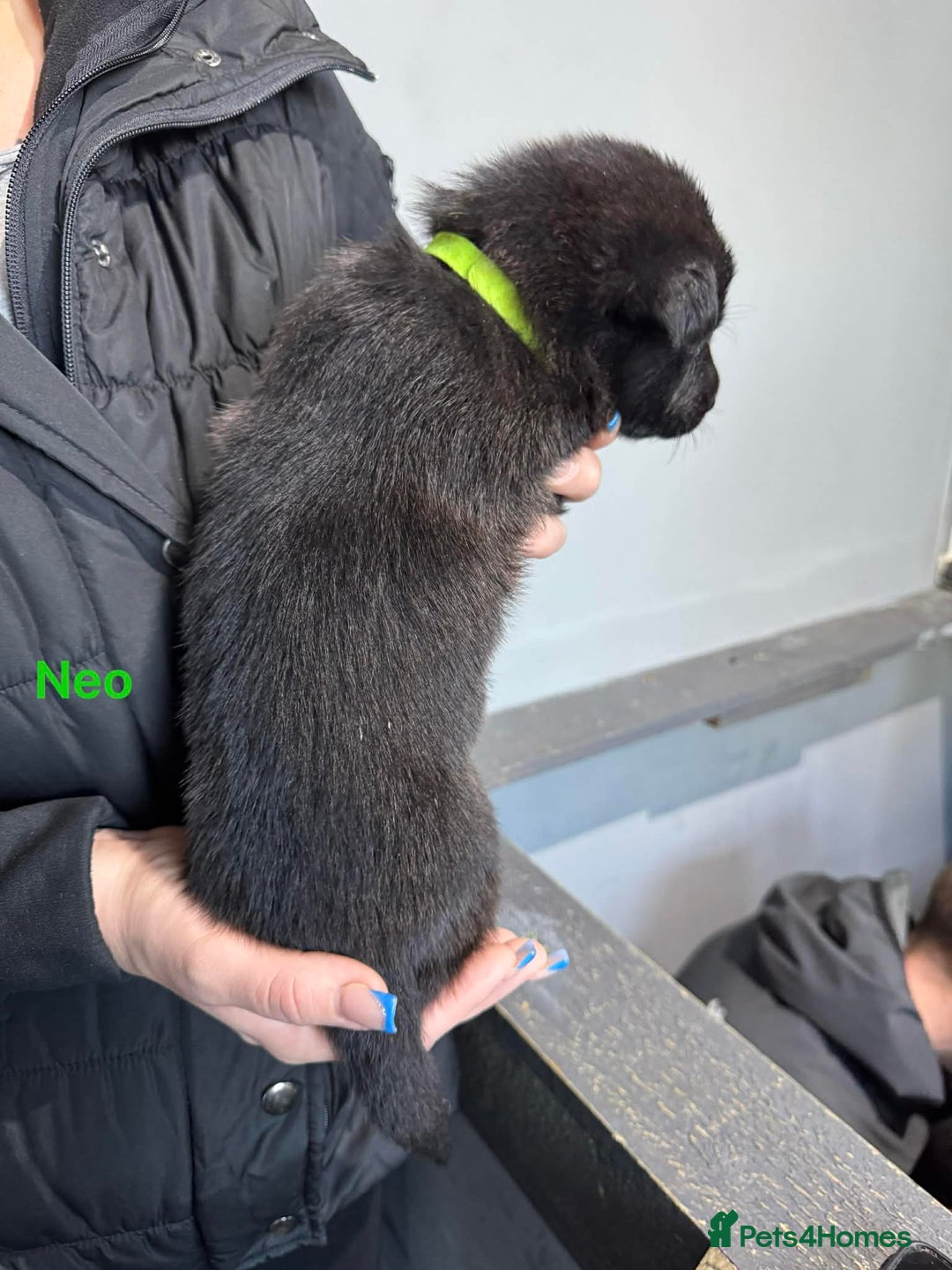 German Shepherd dogs for sale: German shepherd - Advert 13