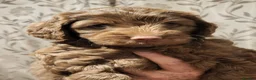 Mixed Breed dogs for sale: Beautiful Mini Australian Labradoodle  - Advert 8