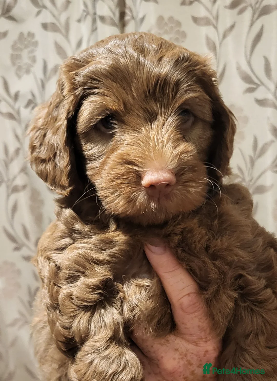 Mixed Breed dogs for sale: Beautiful Mini Australian Labradoodle  - Advert 8