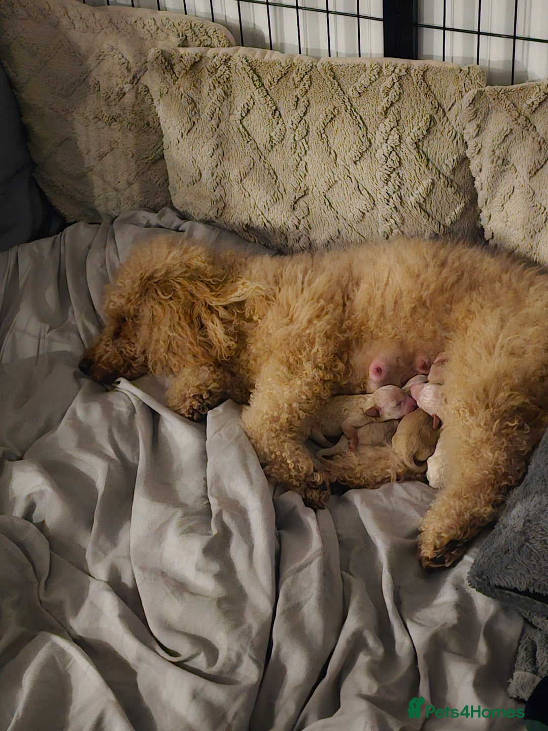 Toy Poodle dogs for sale: Beautiful toy/miniature poodle puppies. - Advert 11