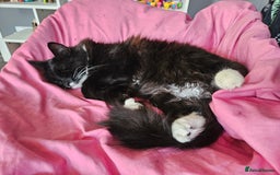 Mixed Breed cats for sale: Young Fluffy Tuxedo Cat - Image 2
