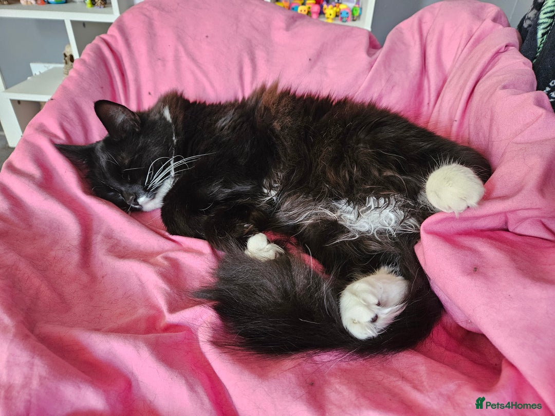 Mixed Breed cats for sale: Young Fluffy Tuxedo Cat - Image 2