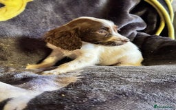 Cocker Spaniel dogs for sale: Cocker spaniel pups  - Image 7